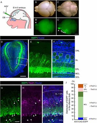 Adeno-Associated Virus-Mediated Single-Cell Labeling of Mitral Cells in the Mouse Olfactory Bulb: Insights into the Developmental Dynamics of Dendrite Remodeling